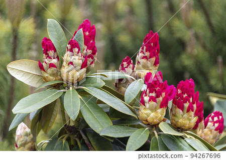 Rhododendron or Rosebay leaves and buds ready to open in spring garden, closeup. Ericaceae evergreen shrub, toxic leaves. Azalea, decorative shrubs. Rhododendron or Rosebay leaves and buds ready to open in spring garden, closeup. Ericaceae evergreen shrub, toxic leaves. Azalea, decorative shrubs. 94267696