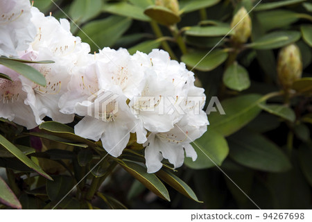 Rhododendron or Rosebay blossoms in spring garden, closeup. Ericaceae evergreen shrub, toxic leaves. Blooming azalea, decorative shrubs. 94267698