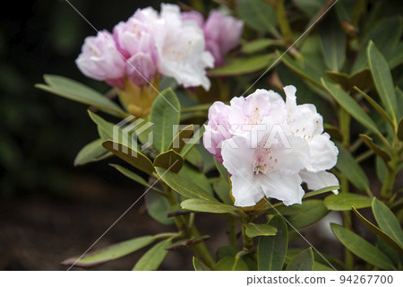Rhododendron or Rosebay blossoms in spring garden, closeup. Ericaceae evergreen shrub, toxic leaves. Blooming azalea, decorative shrubs. Rhododendron or Rosebay blossoms in spring garden, closeup. Ericaceae evergreen shrub, toxic leaves. Blooming azalea, decorative shrubs. 94267700