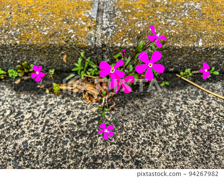 A bright pink panther that bloomed from a crack in the concrete A bright pink panther that bloomed from a crack in the concrete 94267982
