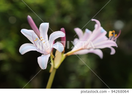 Blue cluster amaryllis 94268064