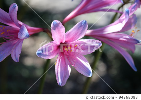 Blue cluster amaryllis Blue cluster amaryllis 94268088
