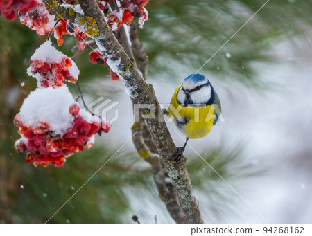 the Eurasian blue tit bird sits on a branch of a red mountain ash covered with snow the Eurasian blue tit bird sits on a branch of a red mountain ash covered with snow 94268162