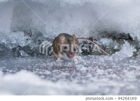 A field mouse, on a frosty winter morning, crawled out of a hole made in deep snow in search of food A field mouse, on a frosty winter morning, crawled out of a hole made in deep snow in search of food 94268169