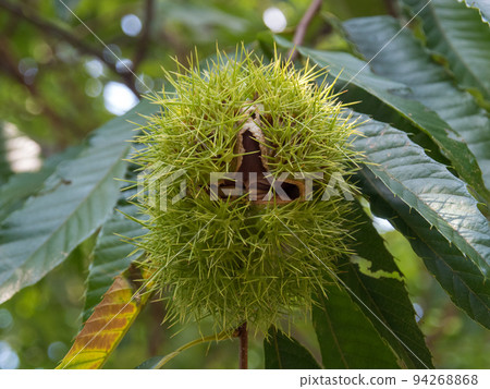 Chestnut nuts on the tree Chestnut nuts on the tree 94268868