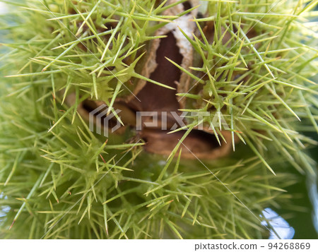 Chestnut nuts on the tree 94268869