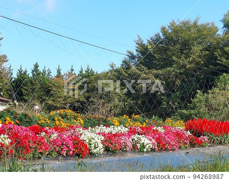 Blue sky and colorful flower beds Blue sky and colorful flower beds 94268987