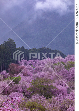 Takami no Sato Senbon Weeping Cherry Tree 94269063