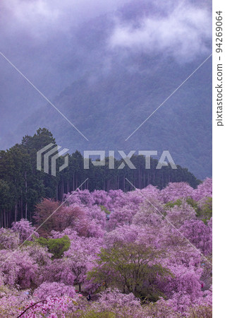 高見之裡千本垂枝櫻花 94269064