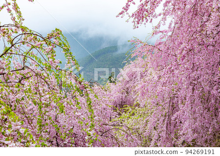 Takami no Sato Senbon Weeping Cherry Tree 94269191