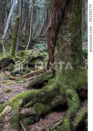 青木原樹海 94269274