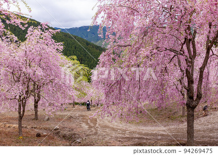 高見之裡千本垂枝櫻花 94269475