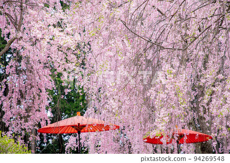 Takami no Sato Senbon Weeping Cherry Tree 94269548