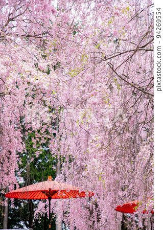 Takami no Sato Senbon Weeping Cherry Tree 94269554