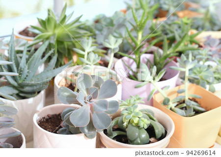 various potted succulents on a windowsill, collection of different succulent plants in a room. drought-resistant plants, easy to care home flowers. Scandinavian hipster home decoration 94269614