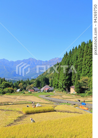 白馬村青奧尼秋季梯田和北阿爾卑斯山 白馬村青奧尼秋季梯田和北阿爾卑斯山 94269750