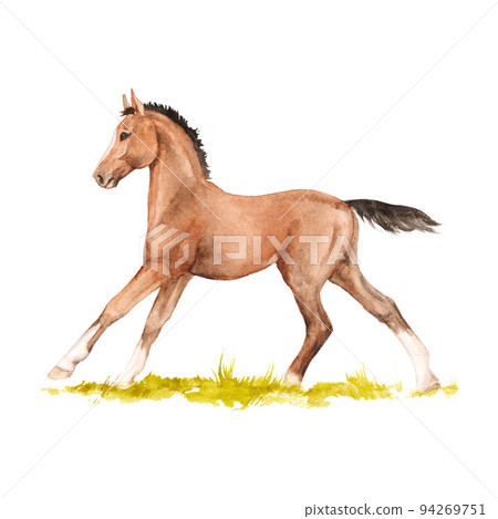Watercolor illustration of horse running in the grass isolated 94269751