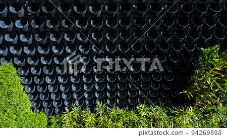 Beautiful nature background of vertical garden with tropical green leaf 94269898