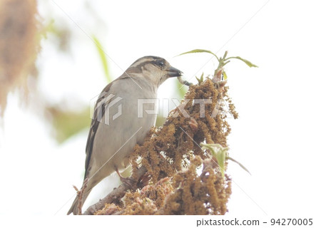 New sparrow Preying on an inchworm A sparrow without black spots on its cheek New sparrow Preying on an inchworm A sparrow without black spots on its cheek 94270005