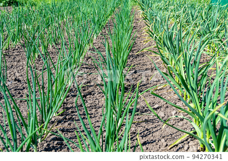 Photography on theme beautiful onion vegetable plant Photography on theme beautiful onion vegetable plant 94270341