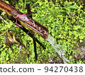 spring  94270438