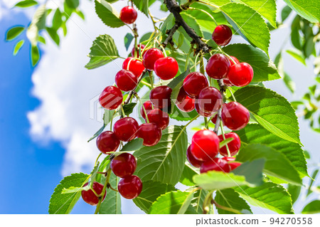 Photography on theme beautiful fruit branch cherry tree 94270558