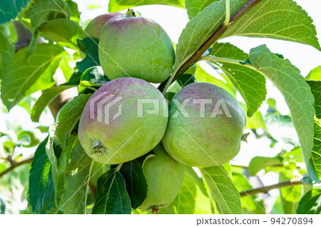 Photography on theme beautiful fruit branch apple tree Photography on theme beautiful fruit branch apple tree 94270894