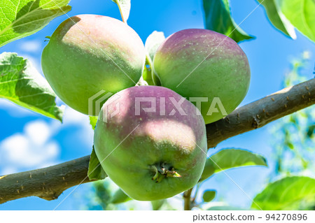 Photography on theme beautiful fruit branch apple tree Photography on theme beautiful fruit branch apple tree 94270896