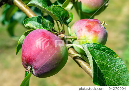 Photography on theme beautiful fruit branch apple tree Photography on theme beautiful fruit branch apple tree 94270904