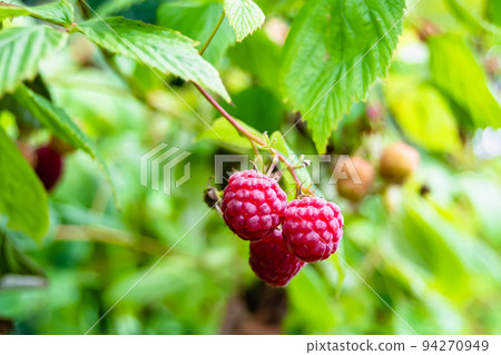 Photography on theme beautiful berry branch raspberry bush Photography on theme beautiful berry branch raspberry bush 94270949