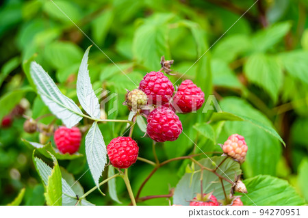 Photography on theme beautiful berry branch raspberry bush Photography on theme beautiful berry branch raspberry bush 94270951