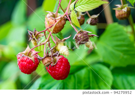 Photography on theme beautiful berry branch raspberry bush Photography on theme beautiful berry branch raspberry bush 94270952
