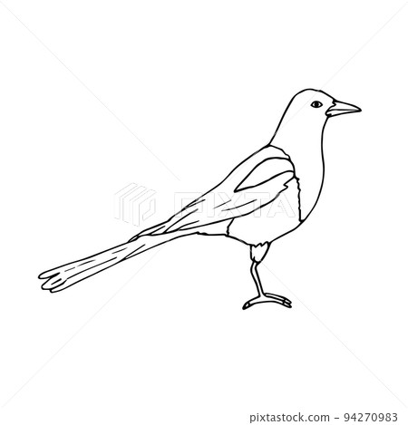 Vector hand drawn doodle sketch magpie bird Vector hand drawn doodle sketch magpie bird 94270983