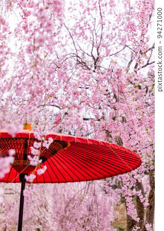 Takami-no-Sato: Cherry Blossom Viewing at Senbon Weeping Cherry Blossoms 94271000
