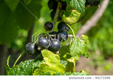 Beautiful berry branch black currant bush with natural leaves 94271096