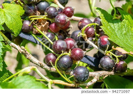 Beautiful berry branch black currant bush with natural leaves 94271097