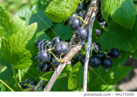 Beautiful berry branch black currant bush with natural leaves Beautiful berry branch black currant bush with natural leaves 94271098