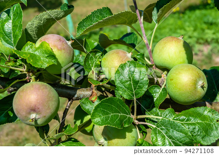 Photography on theme beautiful fruit branch apple tree Photography on theme beautiful fruit branch apple tree 94271108