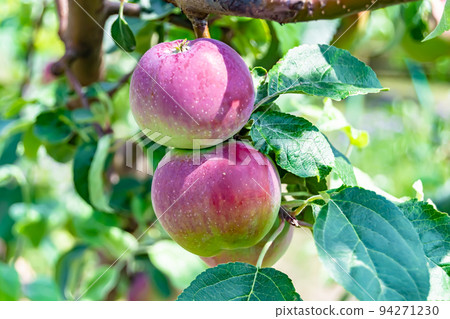 Photography on theme beautiful fruit branch apple tree Photography on theme beautiful fruit branch apple tree 94271230