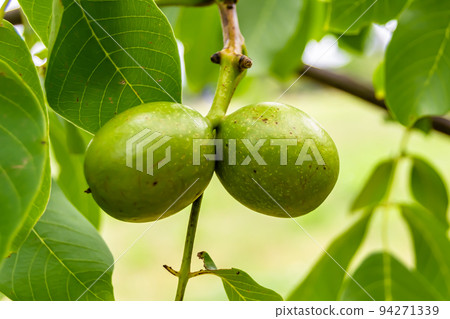 Photography on theme beautiful nut branch walnut tree Photography on theme beautiful nut branch walnut tree 94271339