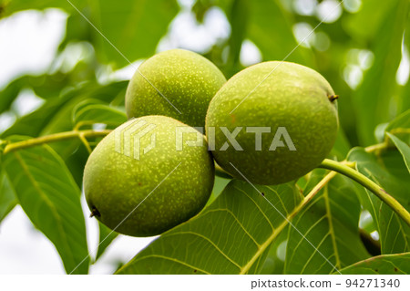 Photography on theme beautiful nut branch walnut tree Photography on theme beautiful nut branch walnut tree 94271340