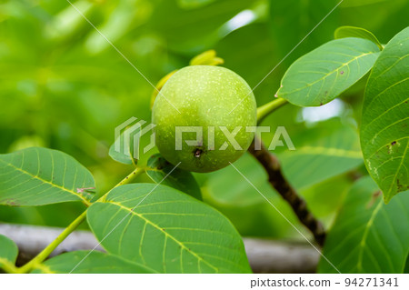 Photography on theme beautiful nut branch walnut tree Photography on theme beautiful nut branch walnut tree 94271341