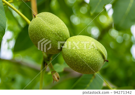 Photography on theme beautiful nut branch walnut tree Photography on theme beautiful nut branch walnut tree 94271342