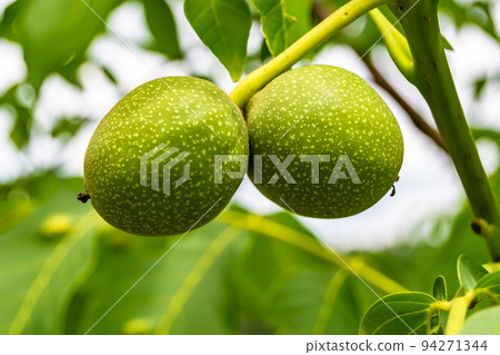 Photography on theme beautiful nut branch walnut tree Photography on theme beautiful nut branch walnut tree 94271344