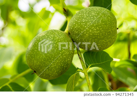 Photography on theme beautiful nut branch walnut tree Photography on theme beautiful nut branch walnut tree 94271345