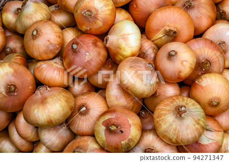 Photography on theme beautiful onion vegetable plant Photography on theme beautiful onion vegetable plant 94271347