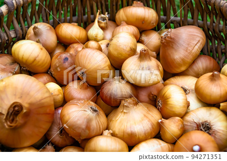Photography on theme beautiful onion vegetable plant Photography on theme beautiful onion vegetable plant 94271351