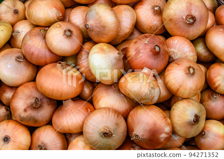 Photography on theme beautiful onion vegetable plant Photography on theme beautiful onion vegetable plant 94271352