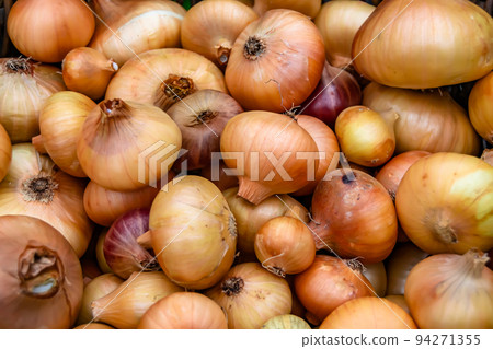 Photography on theme beautiful onion vegetable plant Photography on theme beautiful onion vegetable plant 94271355