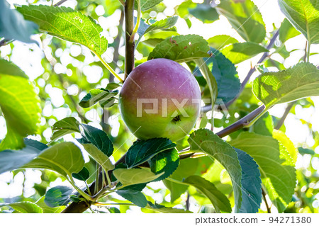 Photography on theme beautiful fruit branch apple tree Photography on theme beautiful fruit branch apple tree 94271380